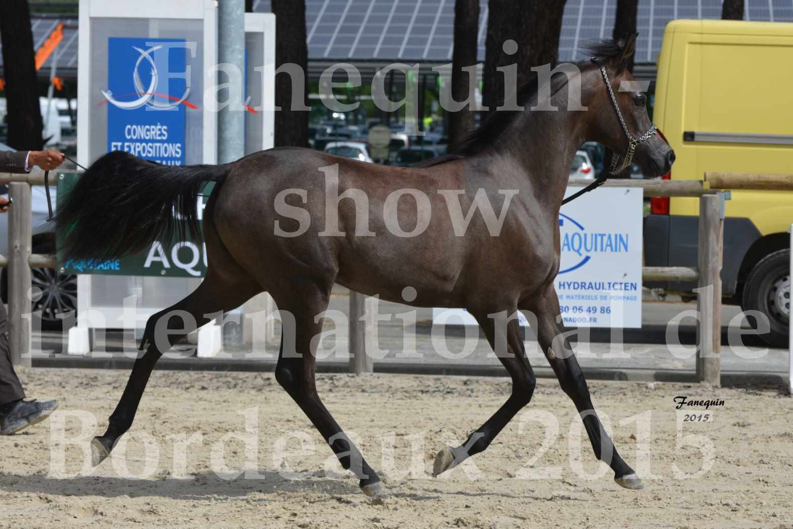 Salon Equitaine de Bordeaux 2015 - Show International de chevaux ARABES - 1