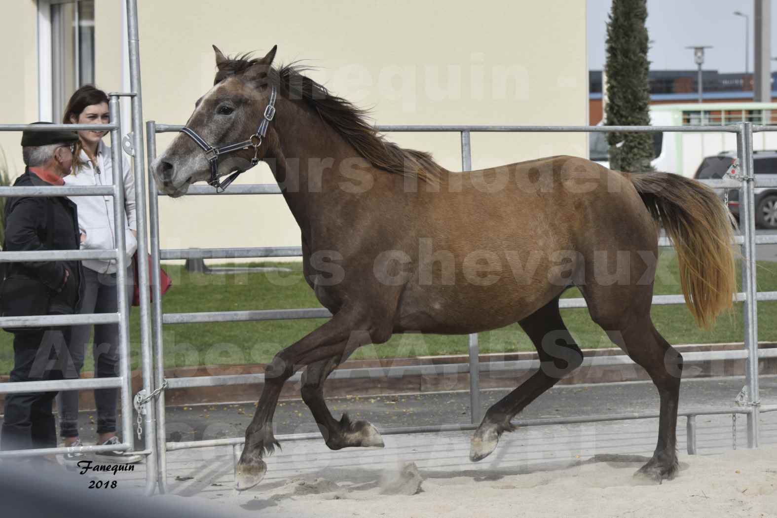 Concours d'élevage de Chevaux Arabes - Demi Sang Arabes - Anglo Arabes - ALBI les 6 & 7 Avril 2018 - FARAH DU CARRELIE - Notre Sélection - 10