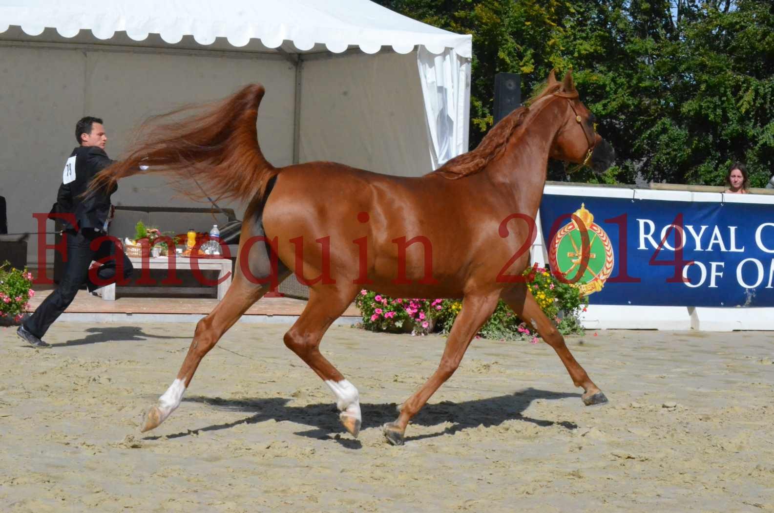 ﻿CHAMPIONNAT DE FRANCE 2014 A POMPADOUR - Sélection - KINSHASA JA - 19