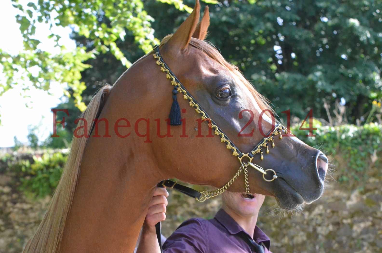 Championnat de FRANCE 2014 - Amateurs - SELECTO IBN SAMAWI - 161