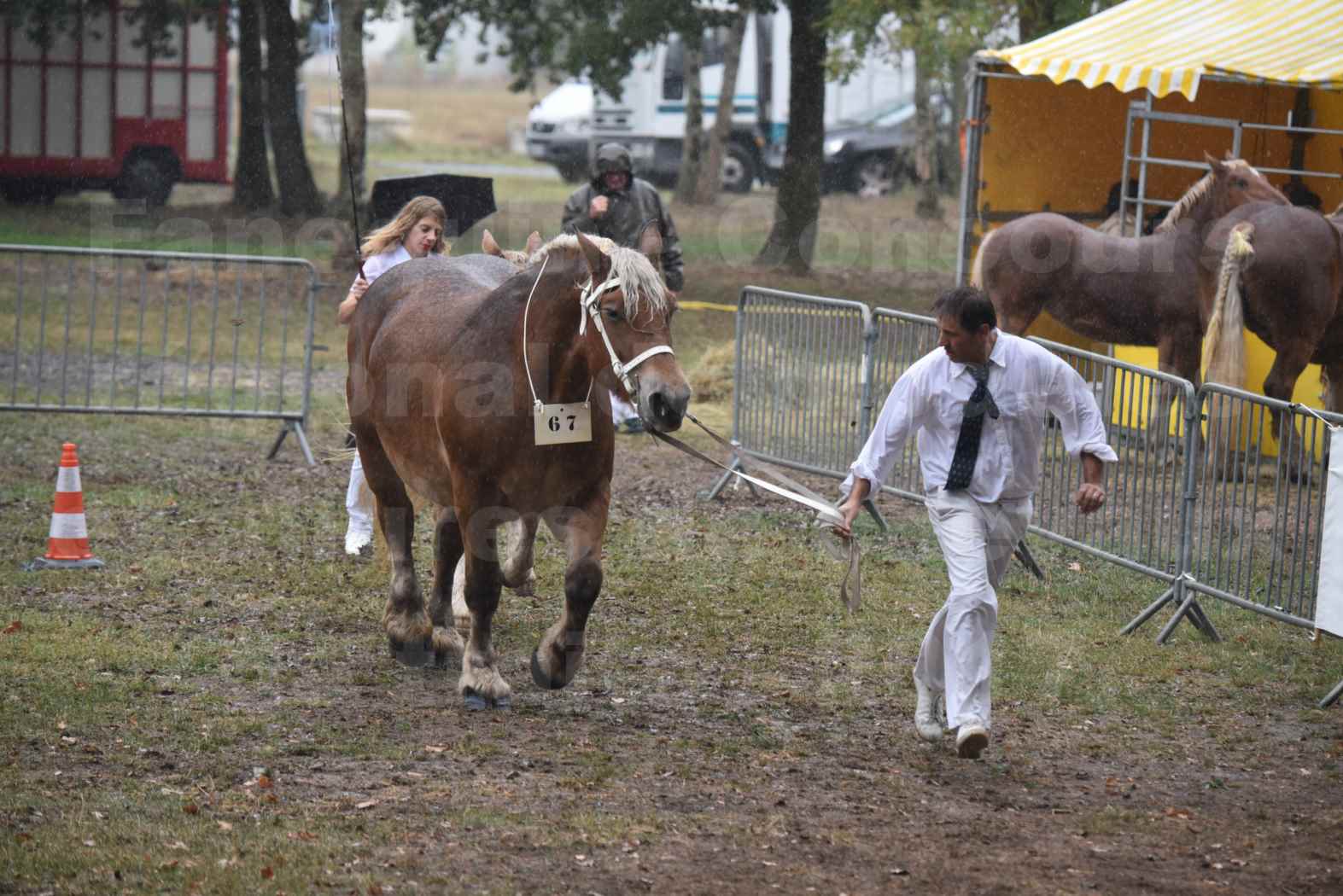 Concours Régional de chevaux de traits en 2017 - Trait COMTOIS - Jument suitée - RITA 38 - 10