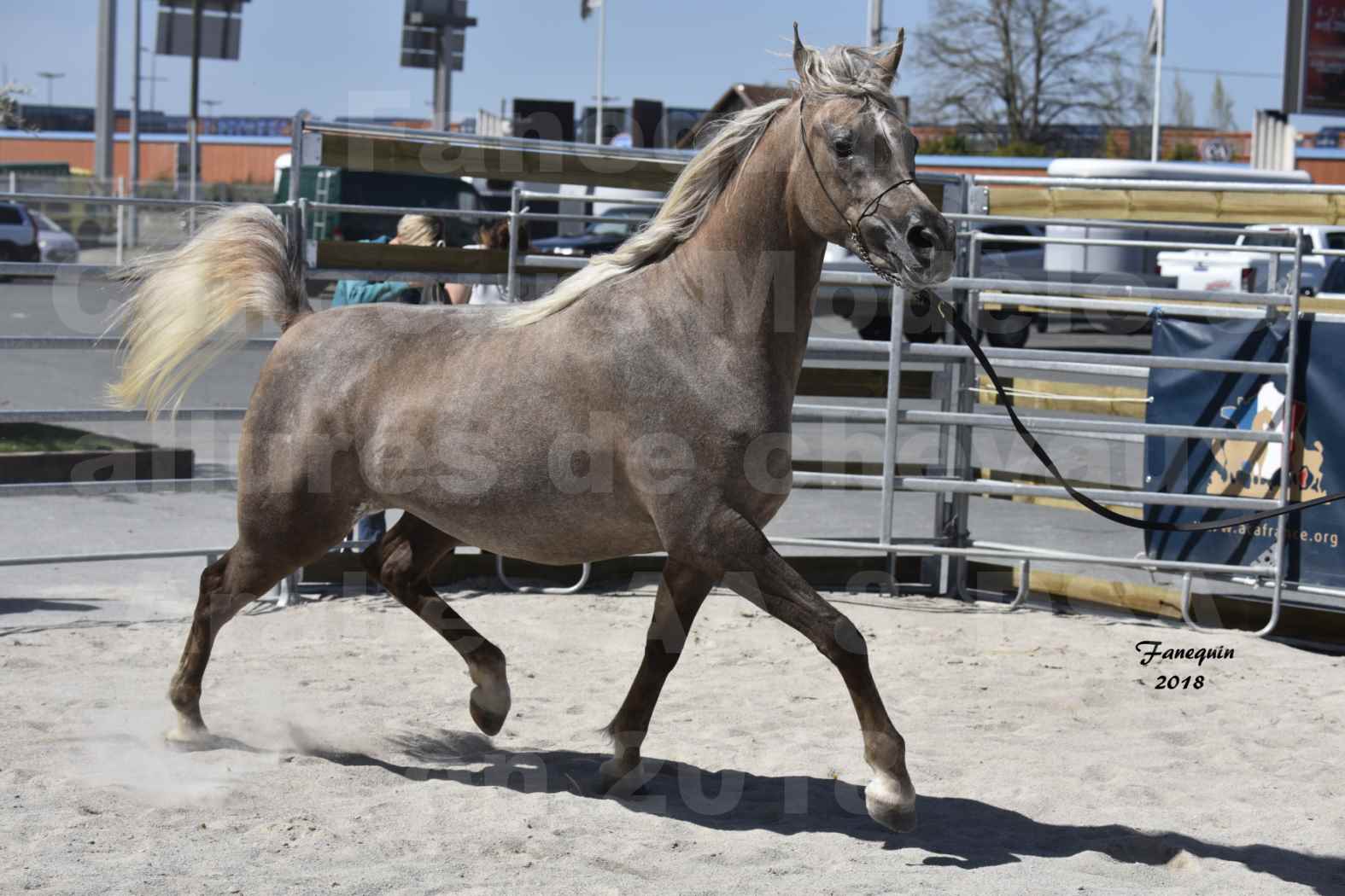 Concours d'élevage de Chevaux Arabes - Demi Sang Arabes - Anglo Arabes - ALBI les 6 & 7 Avril 2018 - DAENERYS DE LAFON - Notre Sélection - 04