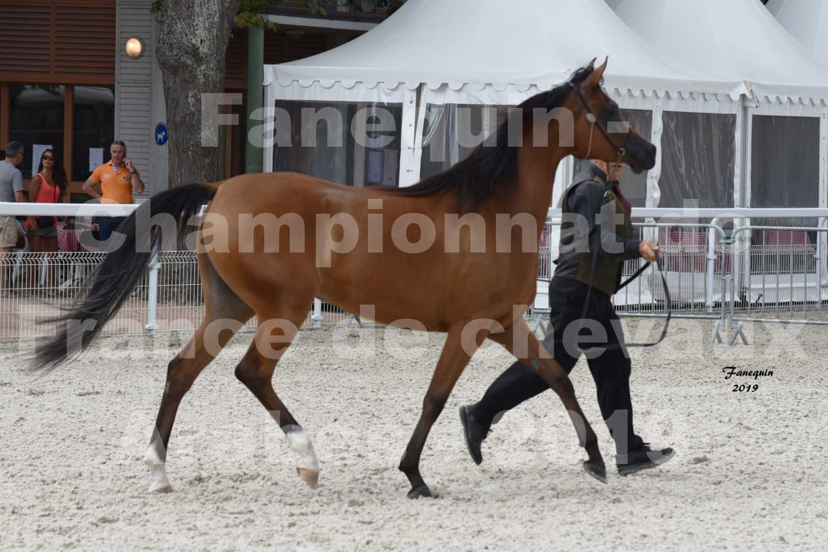 Championnat de France des chevaux Arabes en 2019 à VICHY - SH CHARISMA - 6