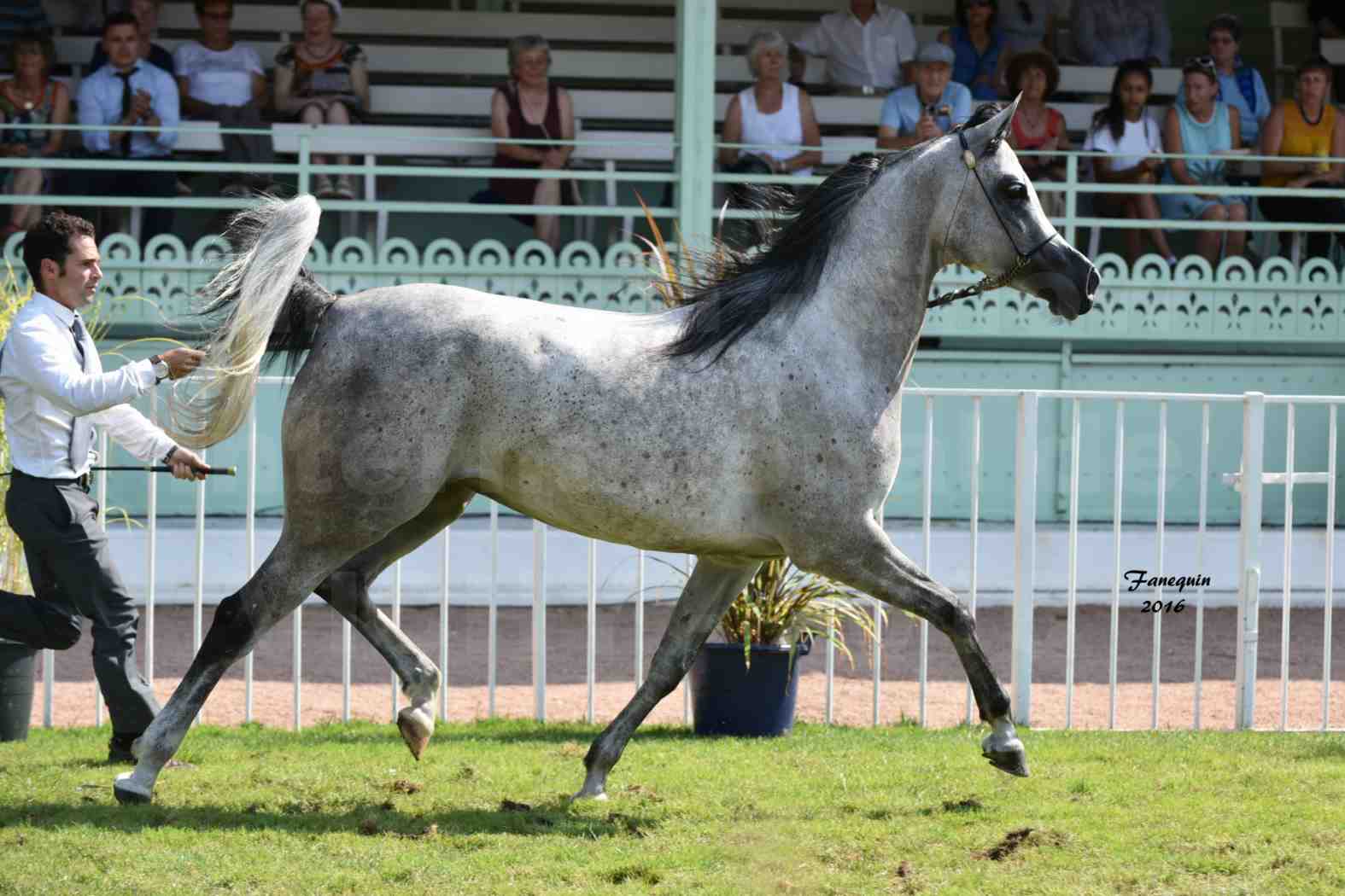 International Arabian Horse Show B de VICHY 2016 - ISABELLA - Notre Sélection - 07