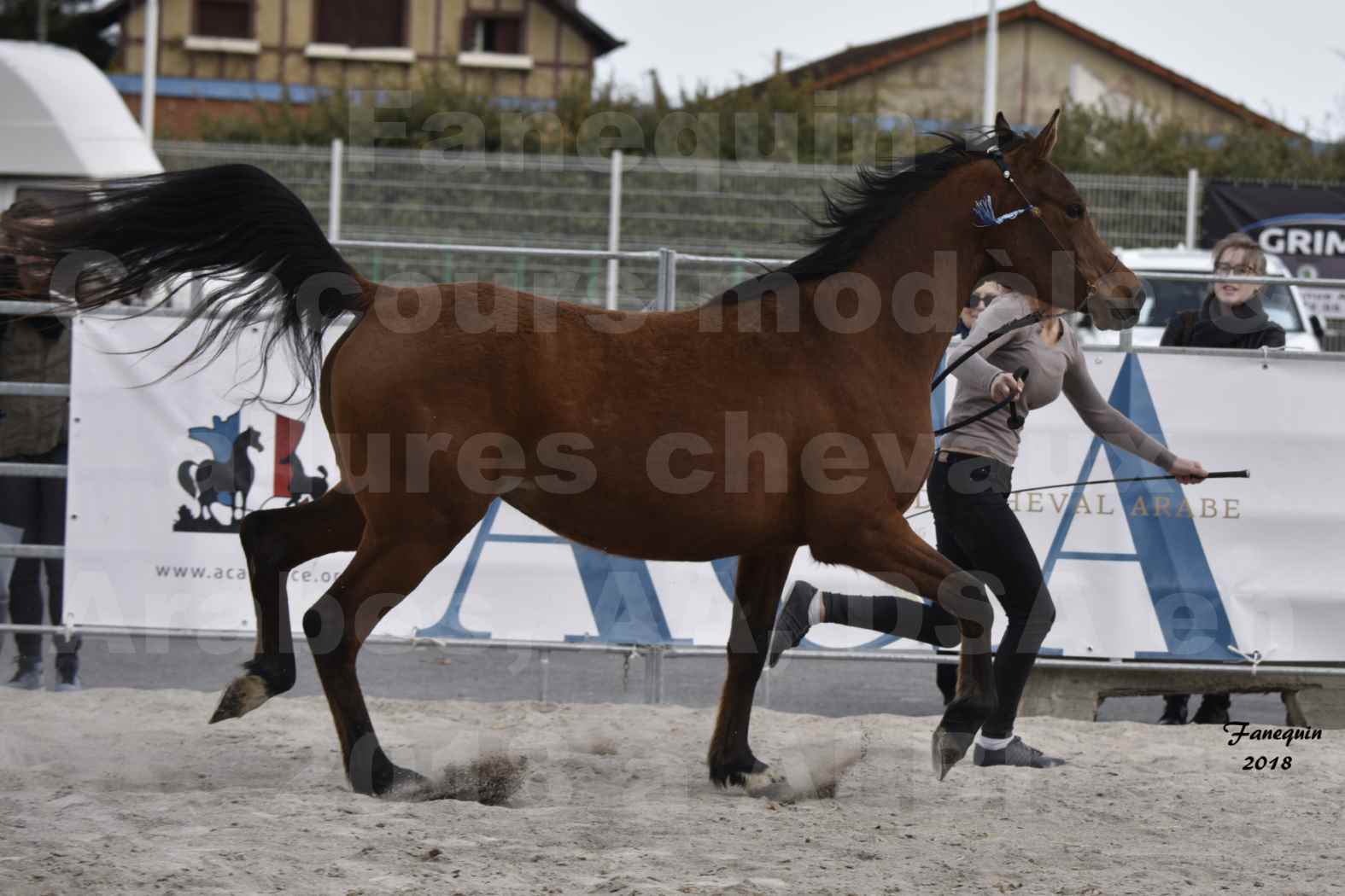 Concours d'élevage de Chevaux Arabes - Demi Sang Arabes - Anglo Arabes - ALBI les 6 & 7 Avril 2018 - ELEGANTE PICAREL - Notre Sélection - 1