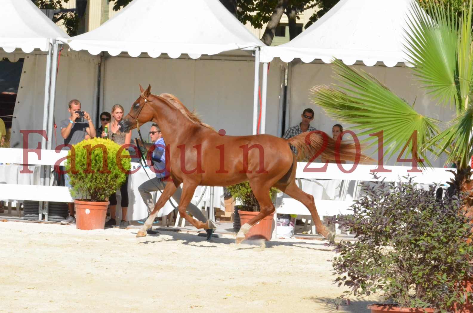 Concours National de Nîmes de chevaux ARABES 2014 - Championnat - MASSAI DE BARREL - 44