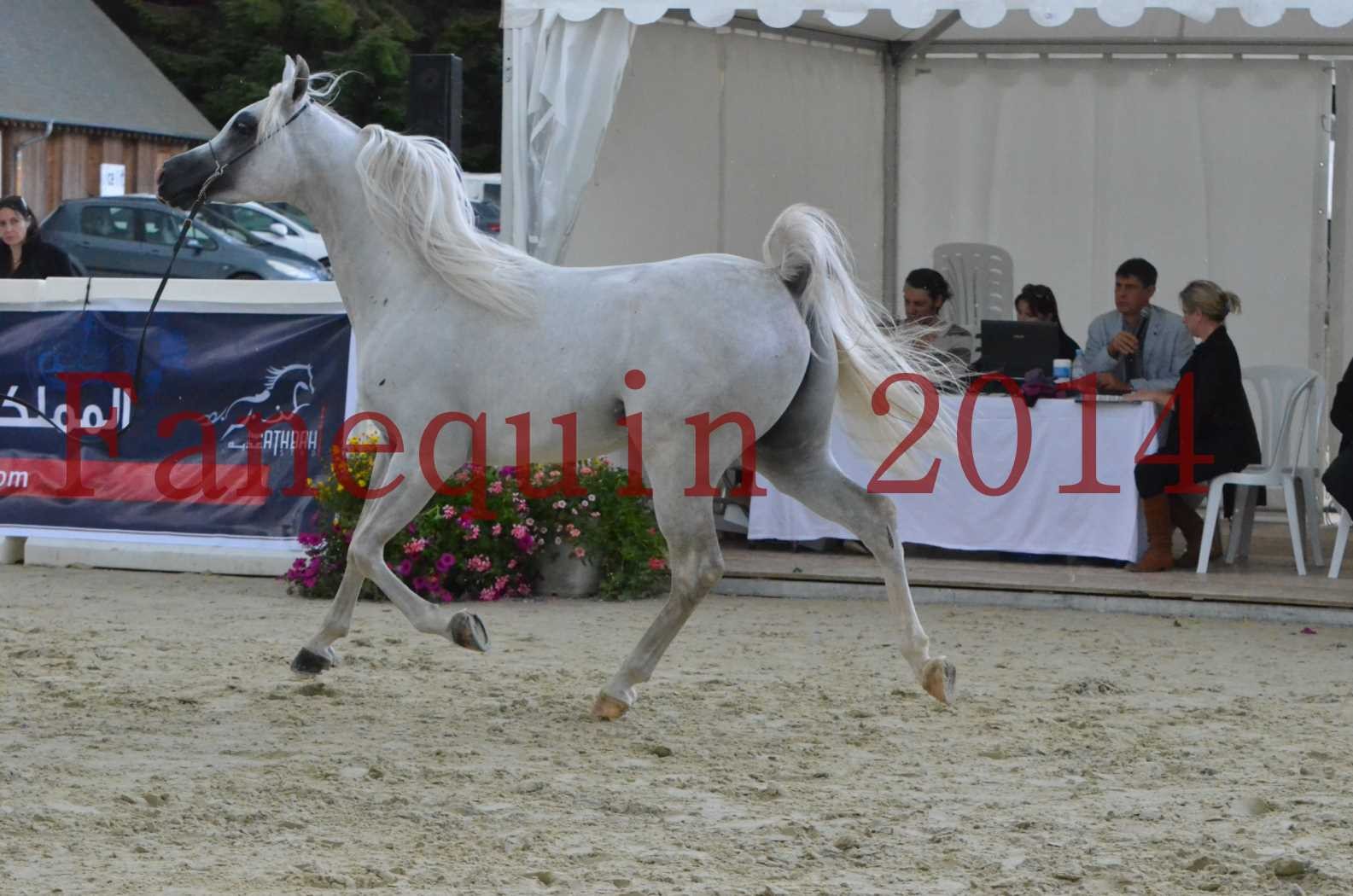 CHAMPIONNAT DE FRANCE 2014 A POMPADOUR - Sélection - FA STARLIGHT - 10