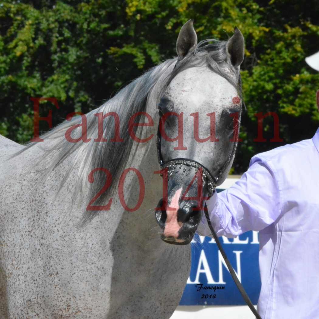 CHAMPIONNAT DE FRANCE  2014 A POMPADOUR - Notre Sélection - Portraits - SHEYK DE GARGASSAN - 3