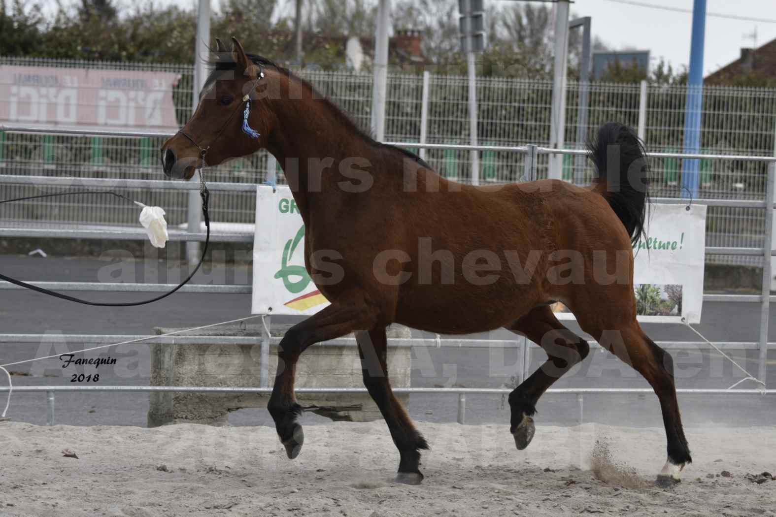 Concours d'élevage de Chevaux Arabes - Demi Sang Arabes - Anglo Arabes - ALBI les 6 & 7 Avril 2018 - ELEGANTE PICAREL - Notre Sélection - 2