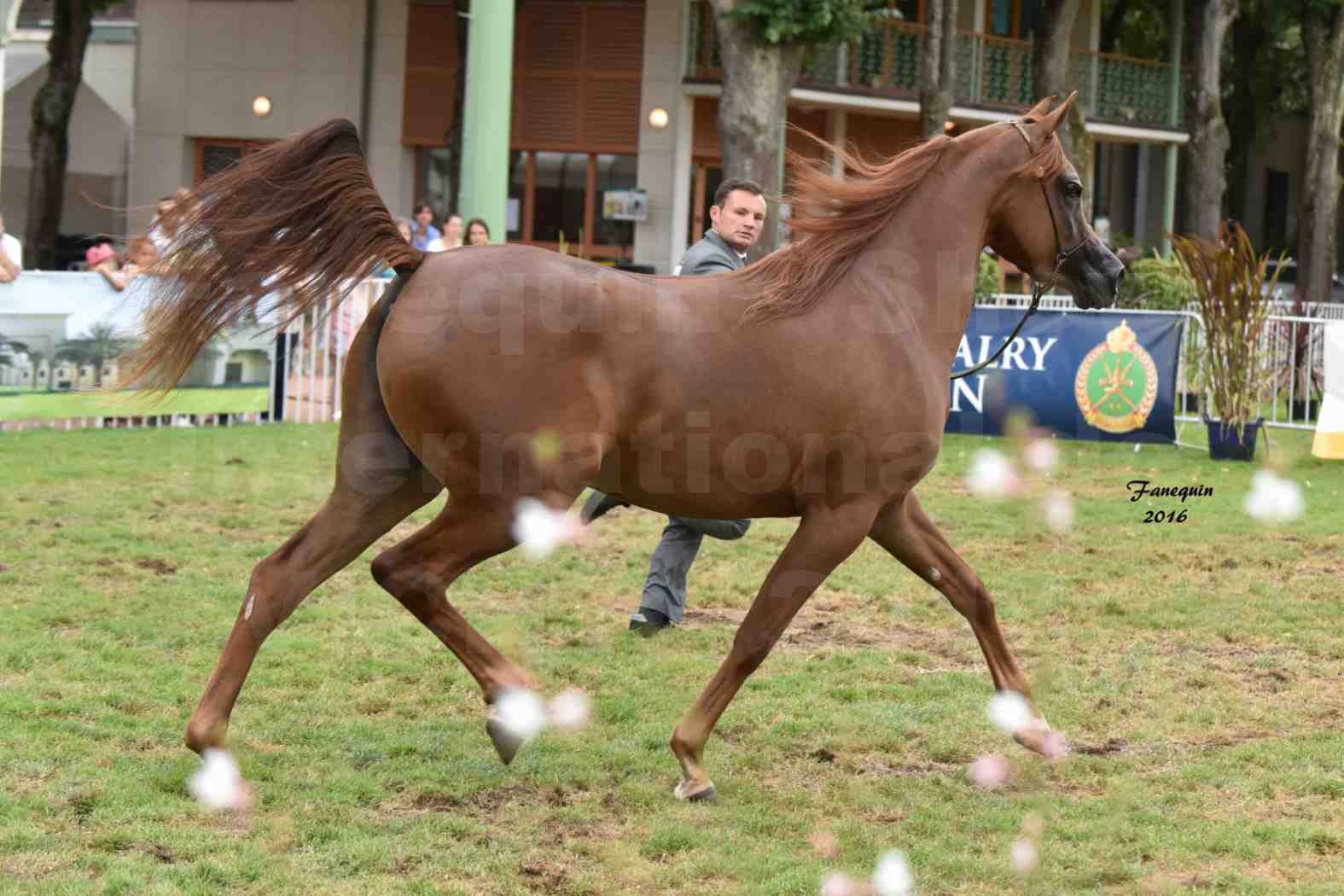 International Arabian Horse Show B de VICHY 2016 - PEARL DE DJOON - Notre Sélection - 16