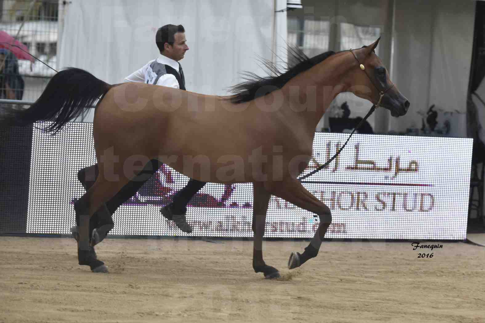 Championnat du Pur-Sang Arabe de la Méditerranée et des pays Arabes - MENTON 2016 - MAZAYA DOMITIA - Notre Sélection - 08