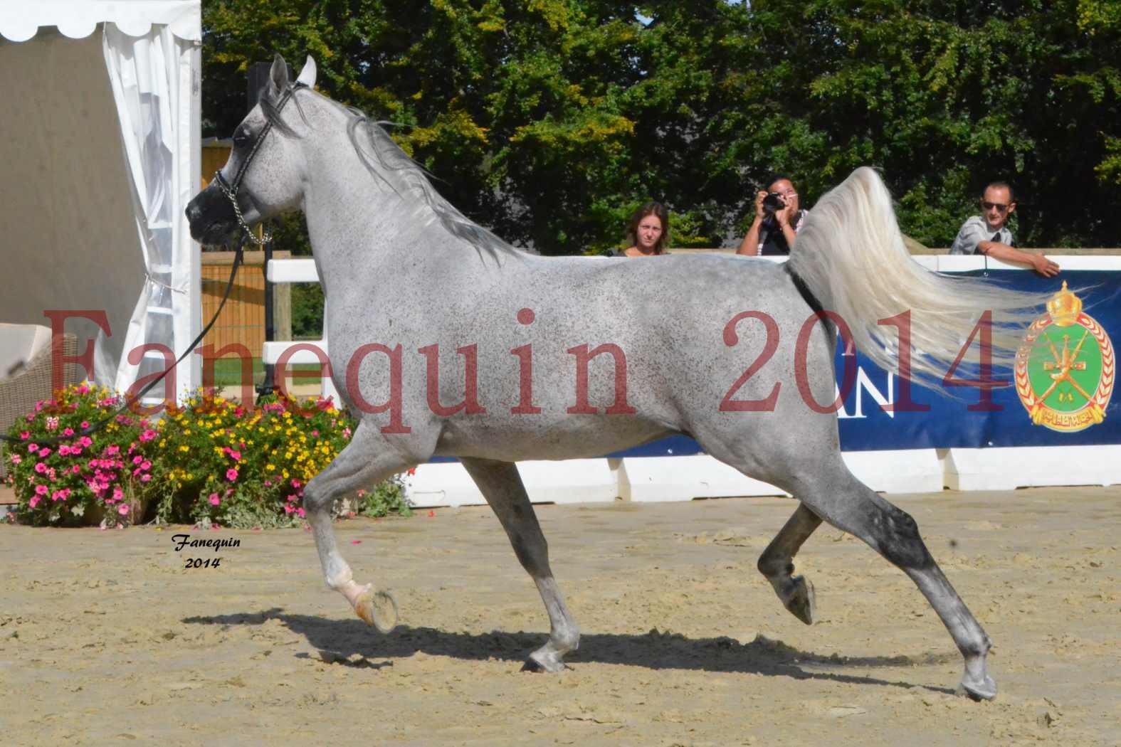 CHAMPIONNAT DE FRANCE  2014 A POMPADOUR - Notre Sélection - SHEYK DE GARGASSAN - 02