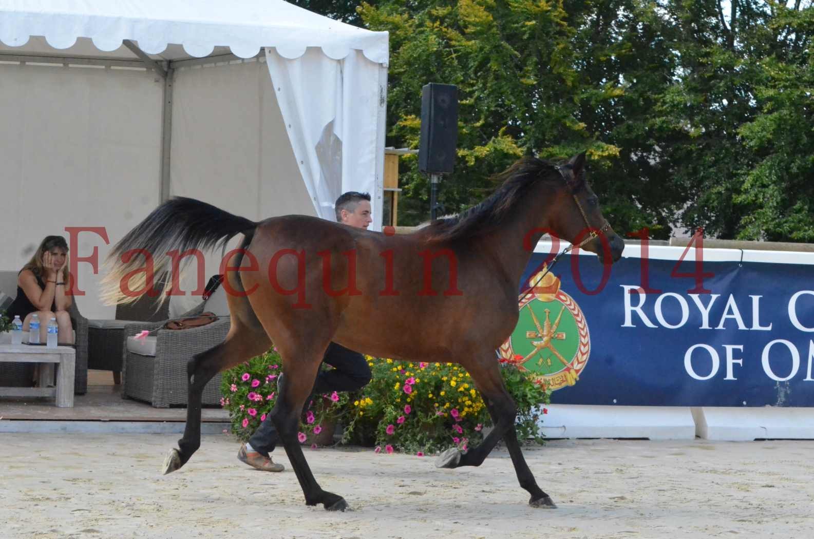 Championnat de FRANCE 2014 - Amateurs - KAL'ELLE D'ELHORIA - 09