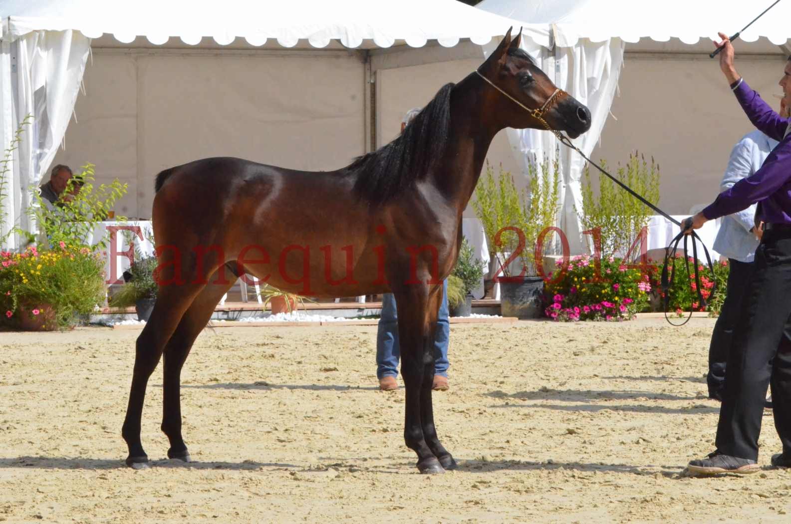 Championnat de FRANCE 2014 - Amateurs - SH FARAJAA - 35