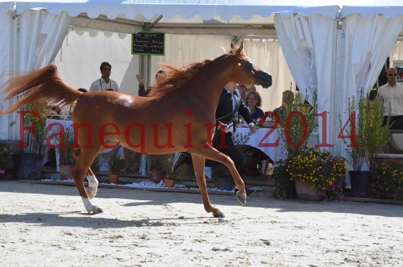 ﻿CHAMPIONNAT DE FRANCE 2014 A POMPADOUR - Sélection - KINSHASA JA - 44