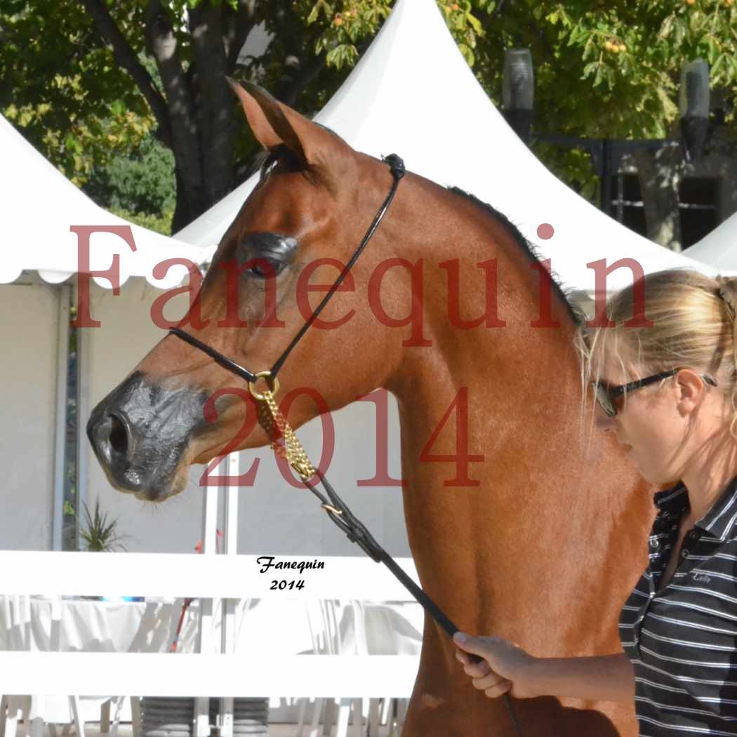 Concours National de Nîmes de chevaux ARABES 2014 - Notre Sélection - Portraits - ABHA TALAWA - 3