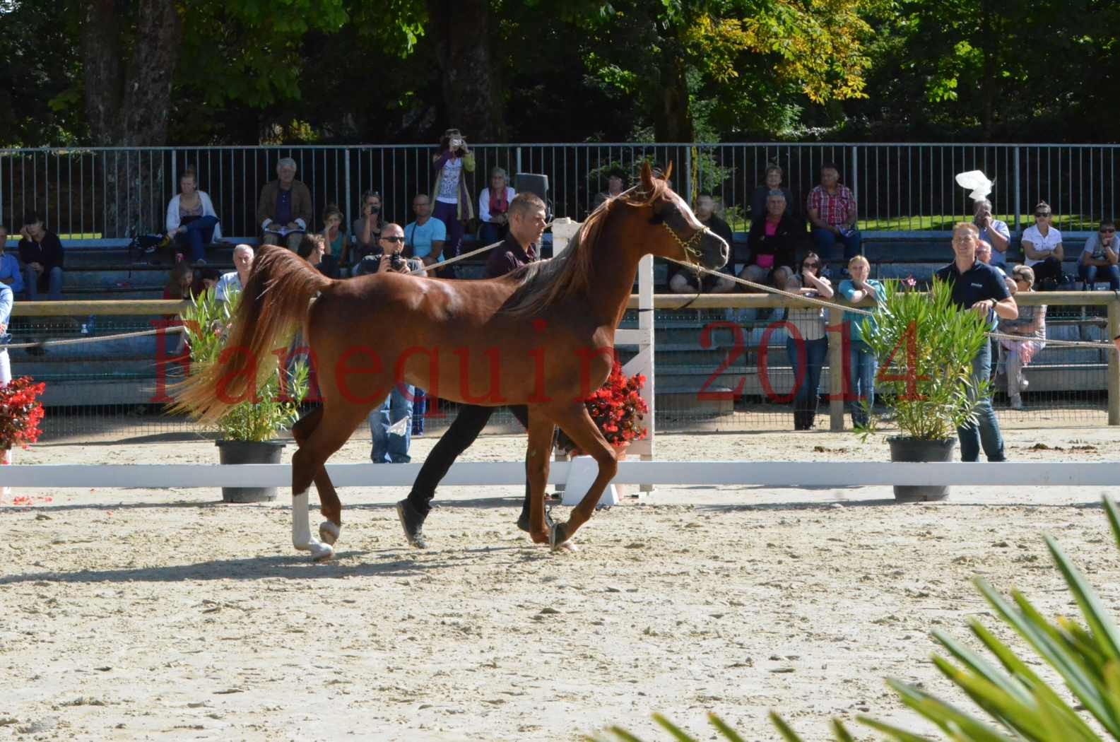 Championnat de FRANCE 2014 - Amateurs - SELECTO IBN SAMAWI - 003