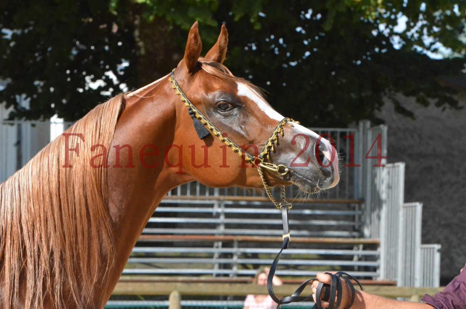 Championnat de FRANCE 2014 - Amateurs - SELECTO IBN SAMAWI - 063