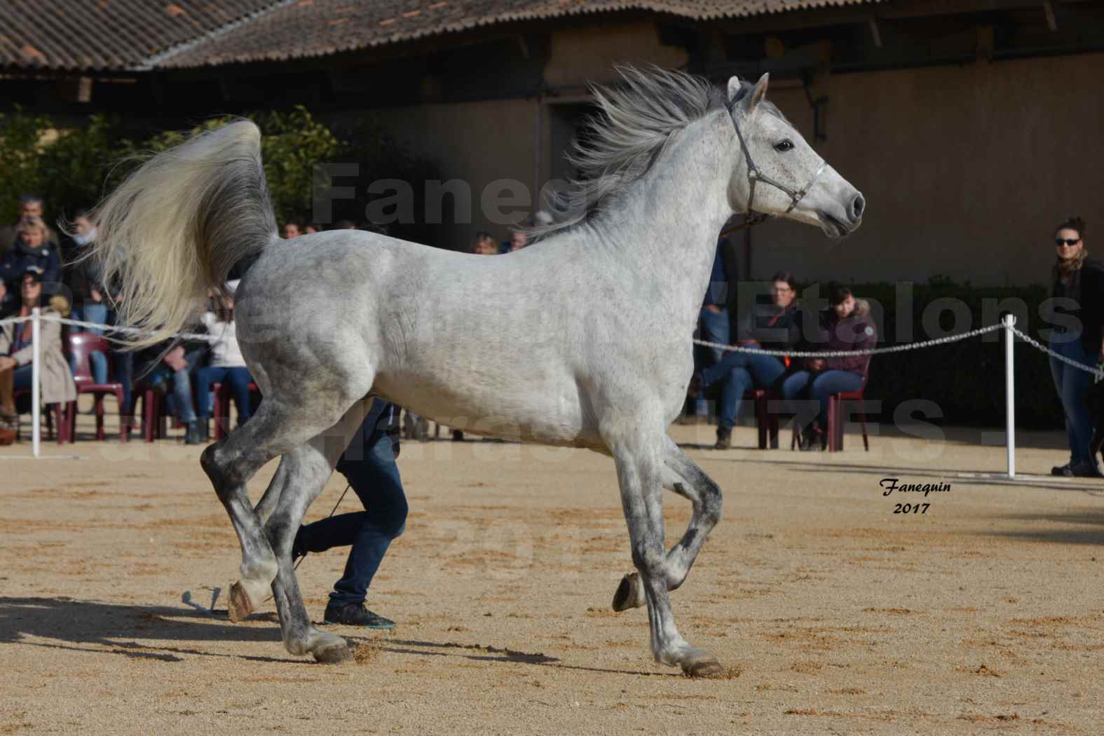 Présentation d’Étalons aux Haras d'UZES - présentation en main - ZA'IM AL HFIFA - 4