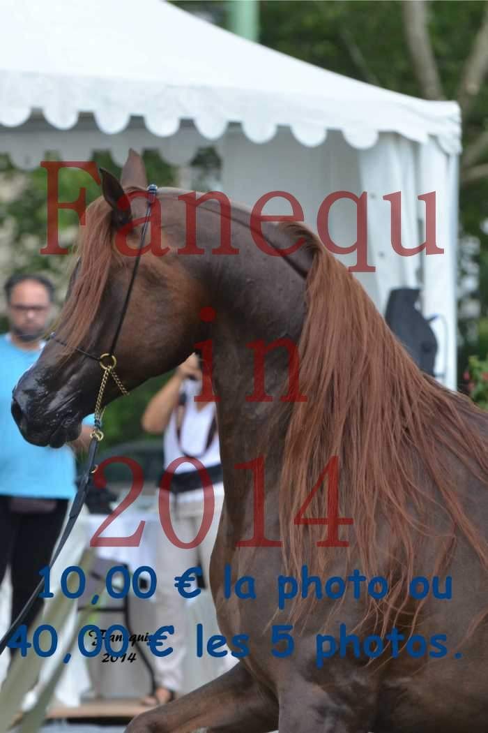 Parade des étalons - IM BAYARD CATHARE - se cabrant - 01 H