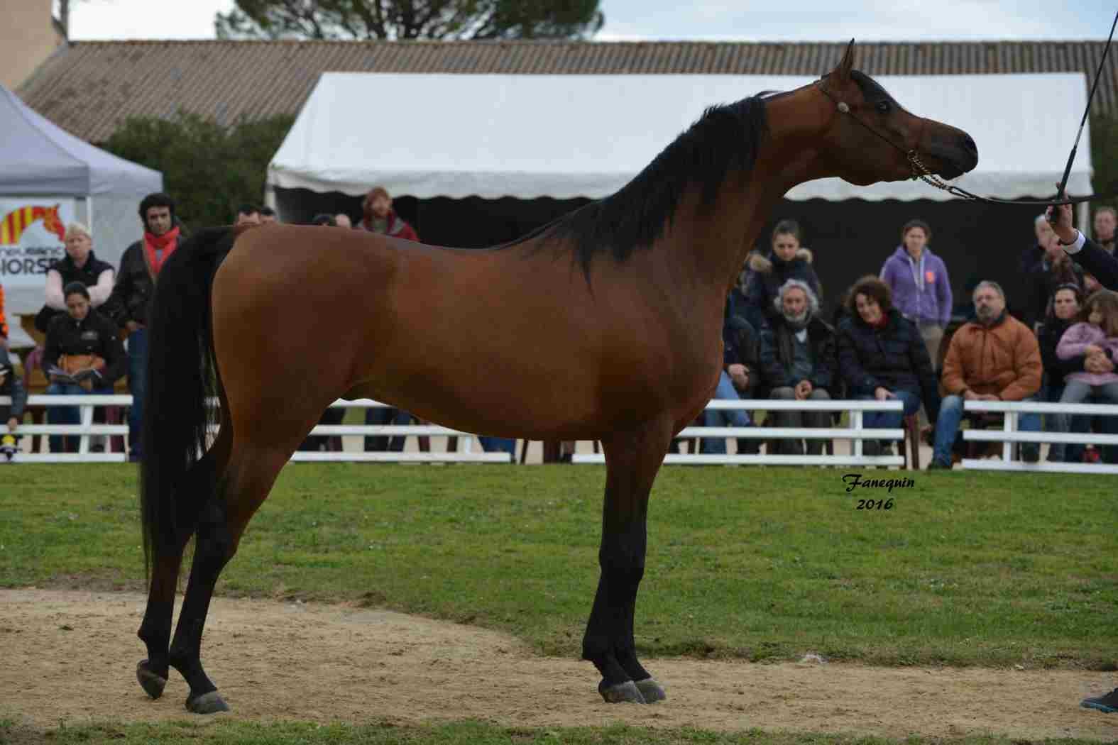 Présentation d'étalons au Haras d'UZES - en longe - MAMOUN ALBIDAYER - 2