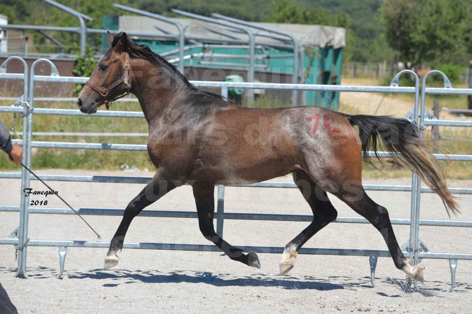 Concours d'Elevage de chevaux Arabes  le 27 juin 2018 à la BOISSIERE - DORKKAN DE FIGNOLS - 05