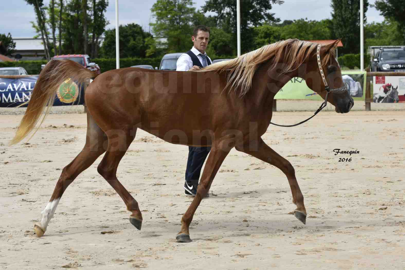 Show National de CHAZEY sur AIN - 2 & 3 juillet 2016 - KAHILA