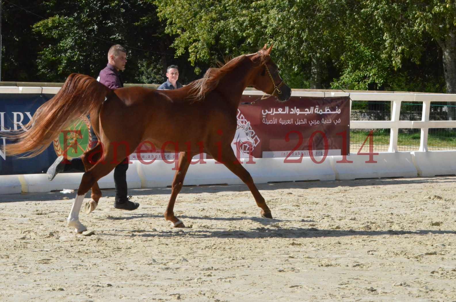 Championnat de FRANCE 2014 - Amateurs - SELECTO IBN SAMAWI - 015