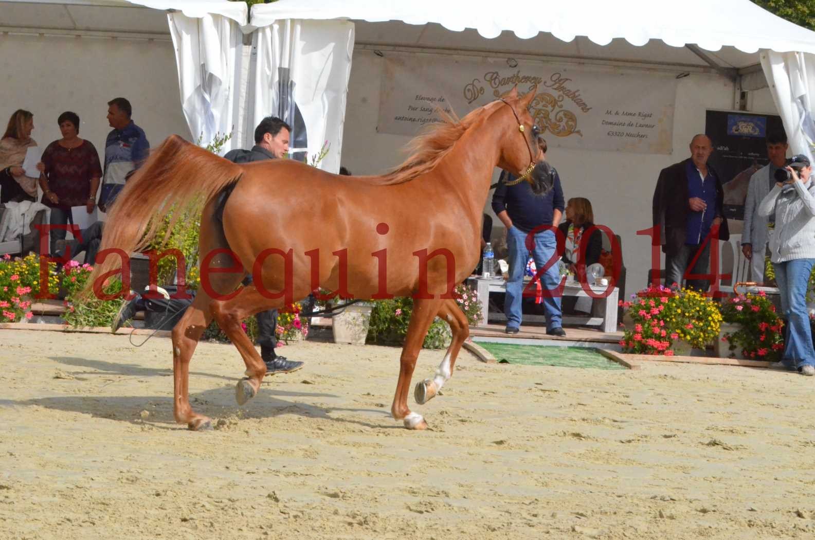 ﻿CHAMPIONNAT DE FRANCE 2014 A POMPADOUR - Sélection - LUTFINAH JA - 37