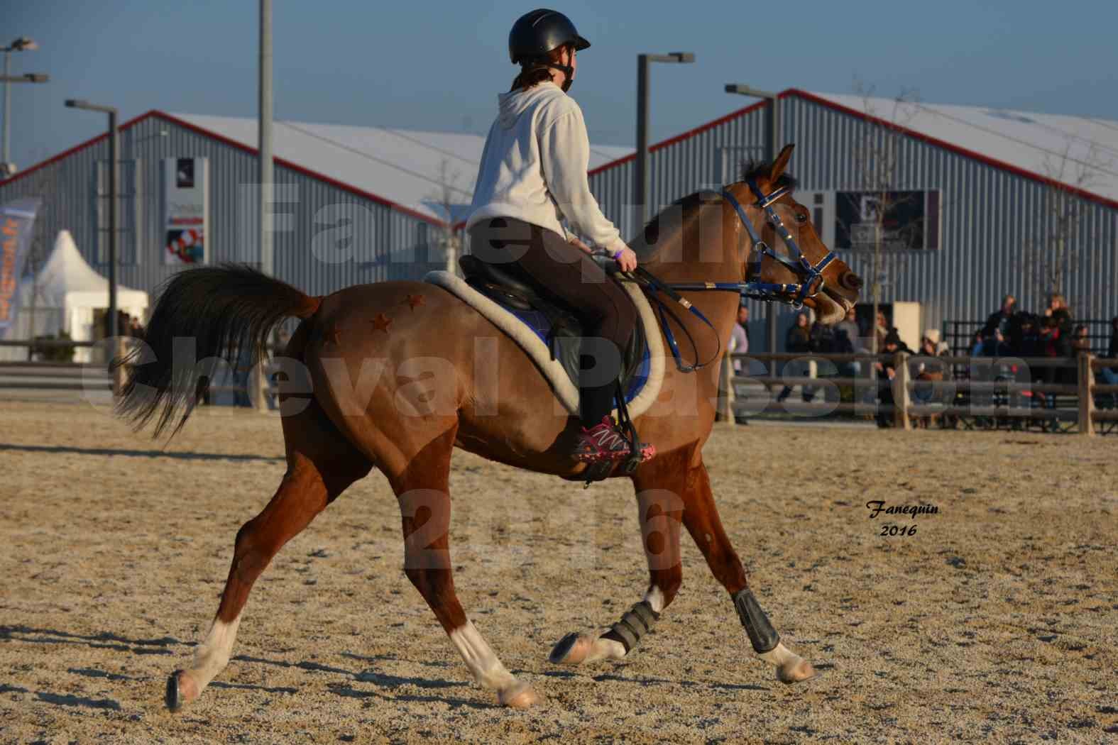 Cheval Passion 2016 - Présentation extérieure de chevaux Arabes montés - 05