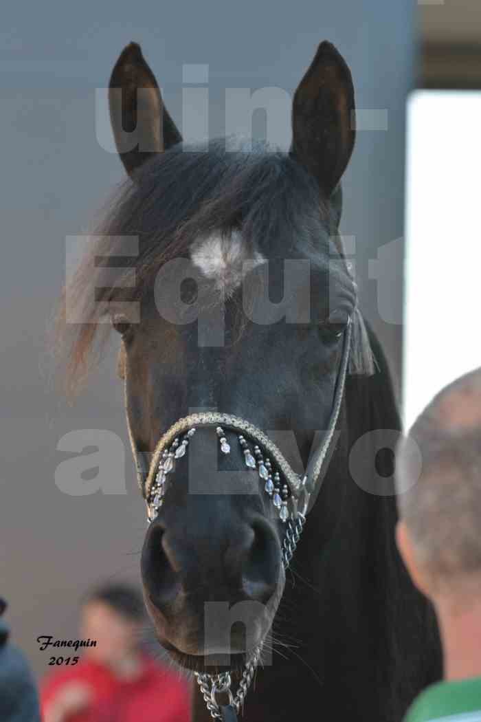 Salon Equita Lyon  2015 - YEL'S BLACK MAGIC - Notre Sélection - Portraits - 4