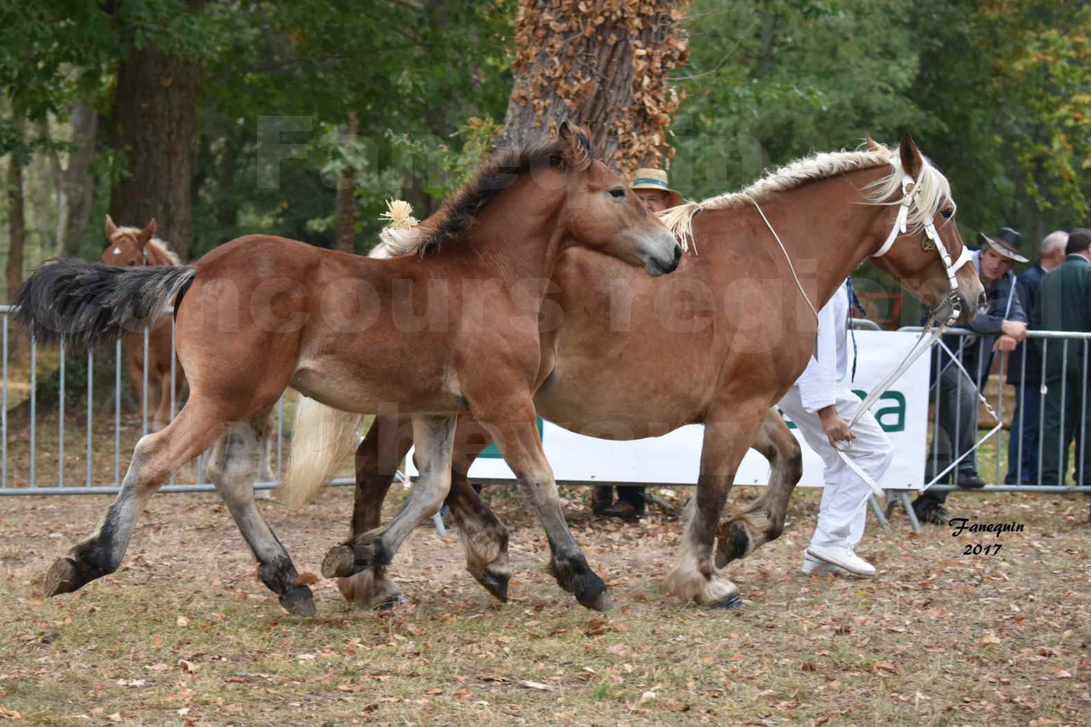 Concours Régional de chevaux de traits en 2017 - Jument & Poulain Trait COMTOIS - DIEZE DE GRILLOLES - 01