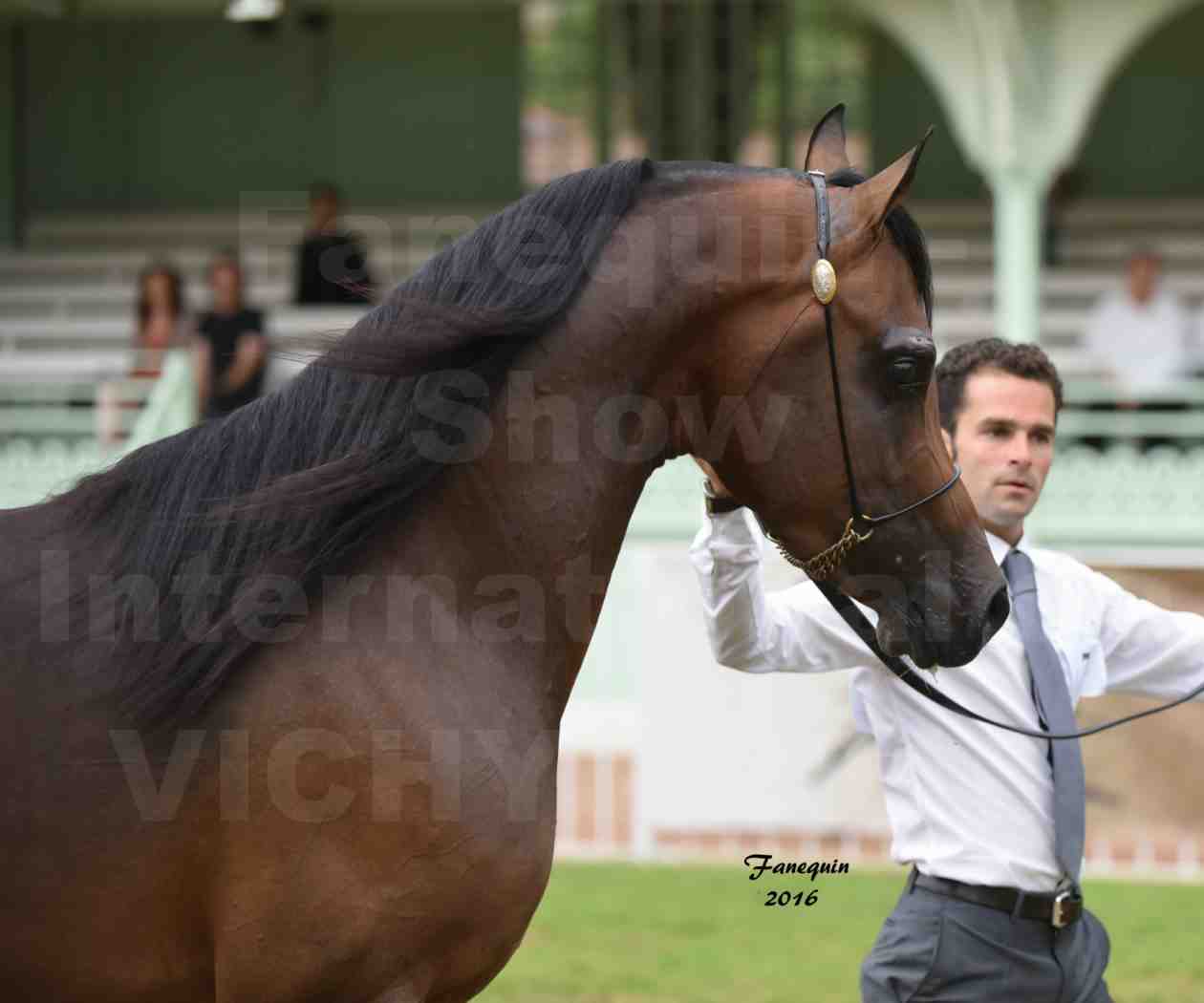 International Arabian Horse Show B de VICHY 2016 - MILLIAR - Notre Sélection - Portraits - 3