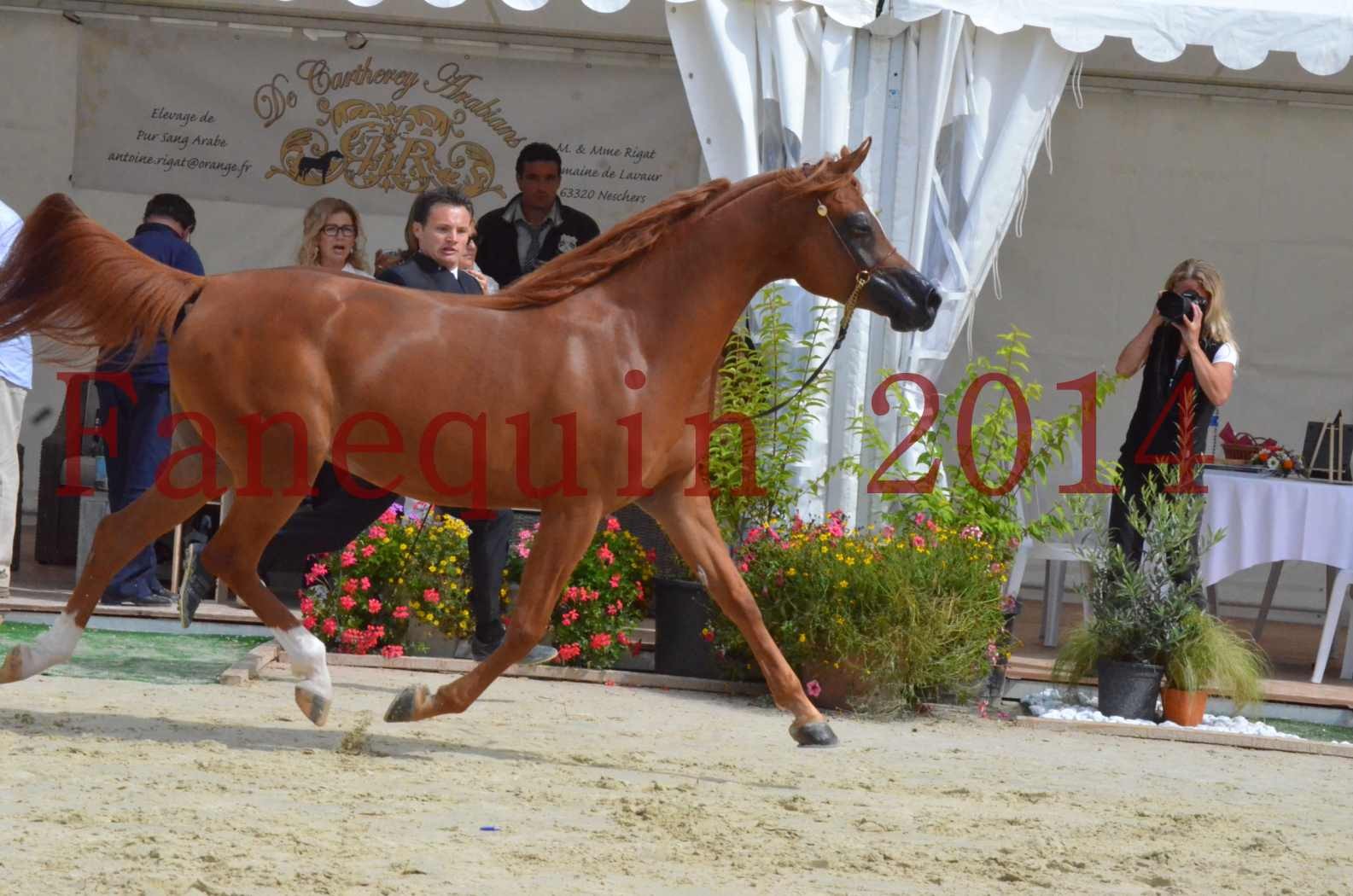 ﻿CHAMPIONNAT DE FRANCE 2014 A POMPADOUR - Championnat - KINSHASA JA - 45