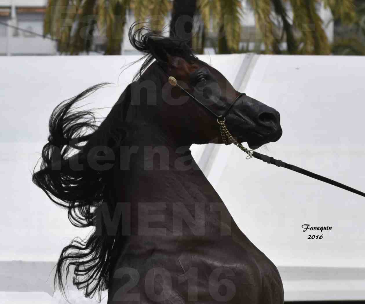 Championnat du pur-sang arabe de la Méditerranée et des pays arabes - MENTON 2016 - EKS ALIHANDRO - Notre Sélection - Portraits - 6