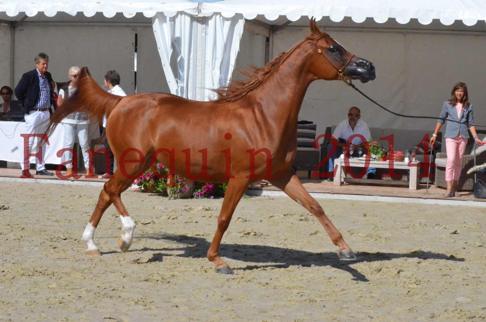 ﻿CHAMPIONNAT DE FRANCE 2014 A POMPADOUR - Sélection - KINSHASA JA - 30