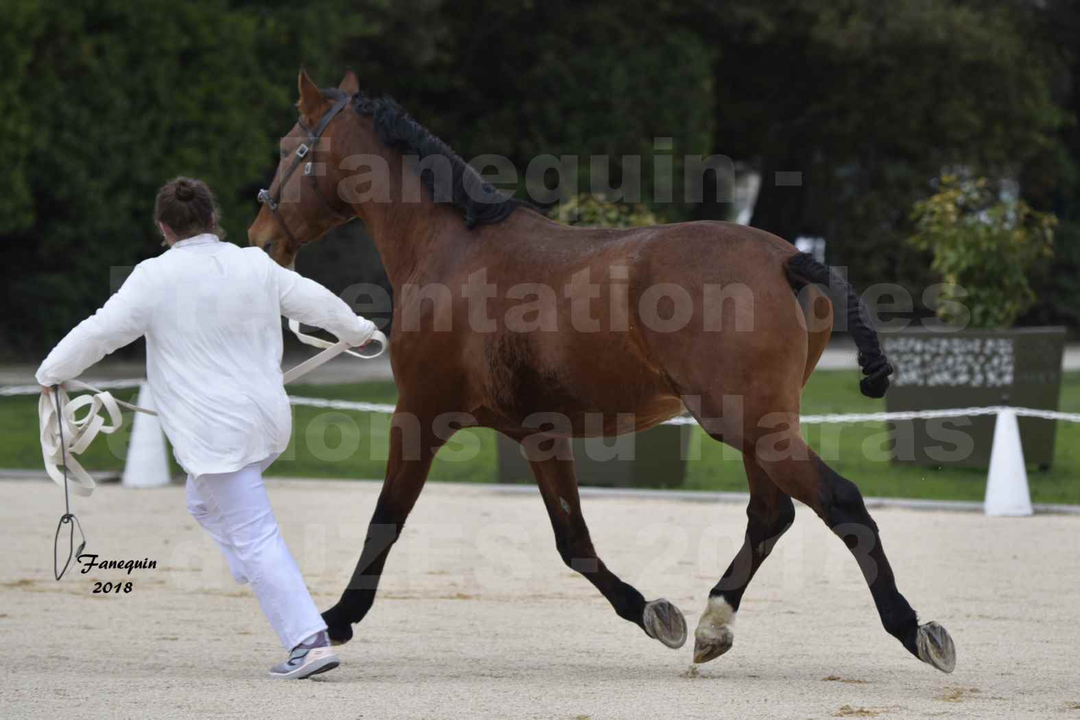 Présentation d’Étalons au Haras d'UZES 2018 - DUENDE MENEZES - notre sélection - en main - 2