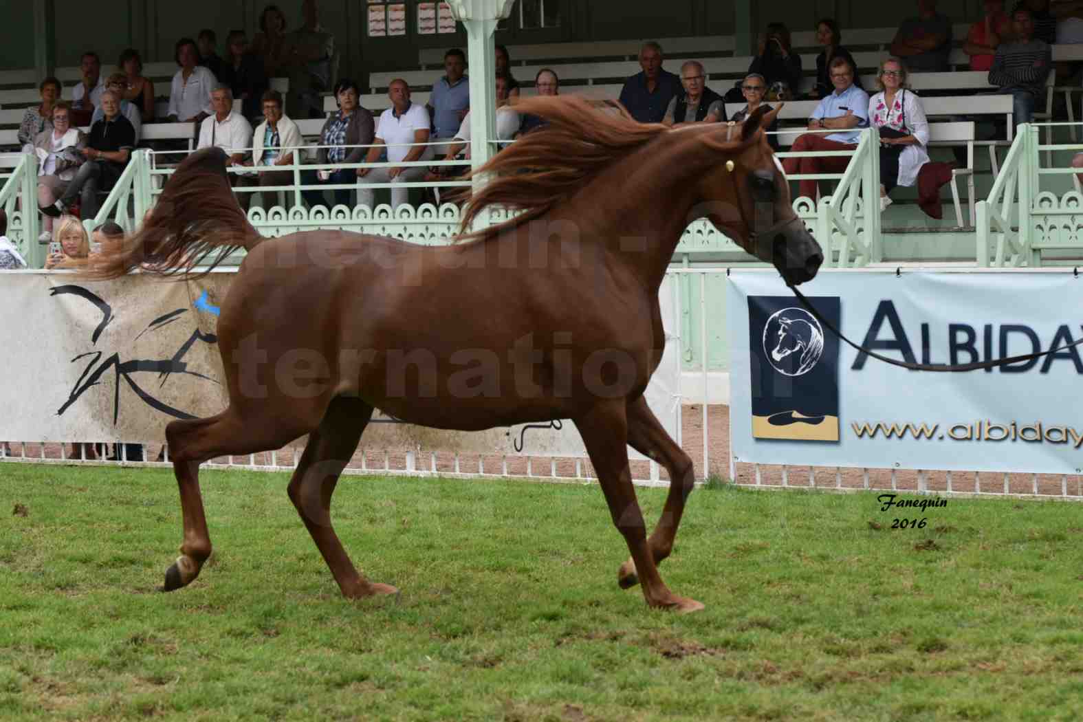 International Arabian Horse Show B de VICHY 2016 - PEARL DE DJOON - Notre Sélection - 04