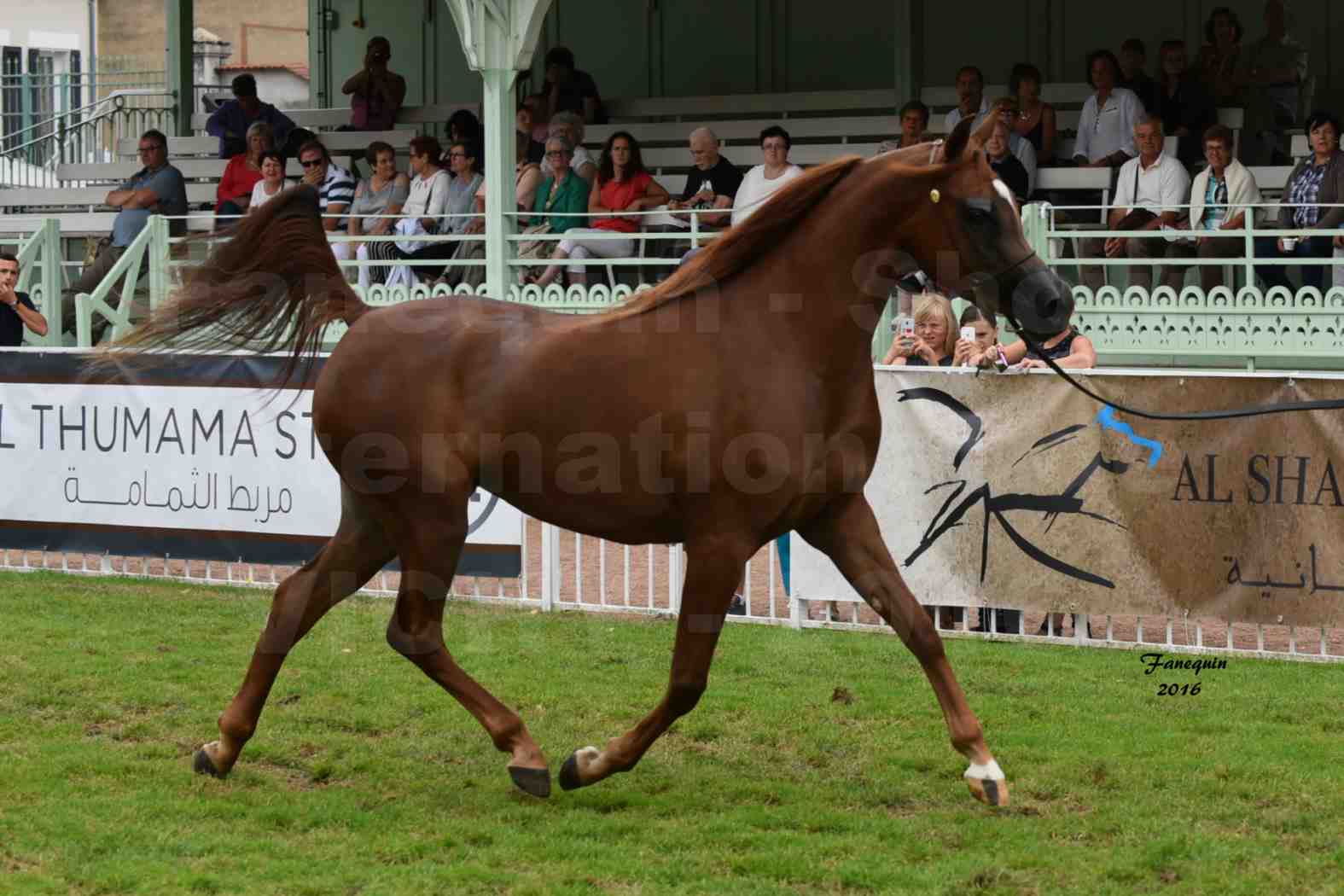 International Arabian Horse Show B de VICHY 2016 - PEARL DE DJOON - Notre Sélection - 01