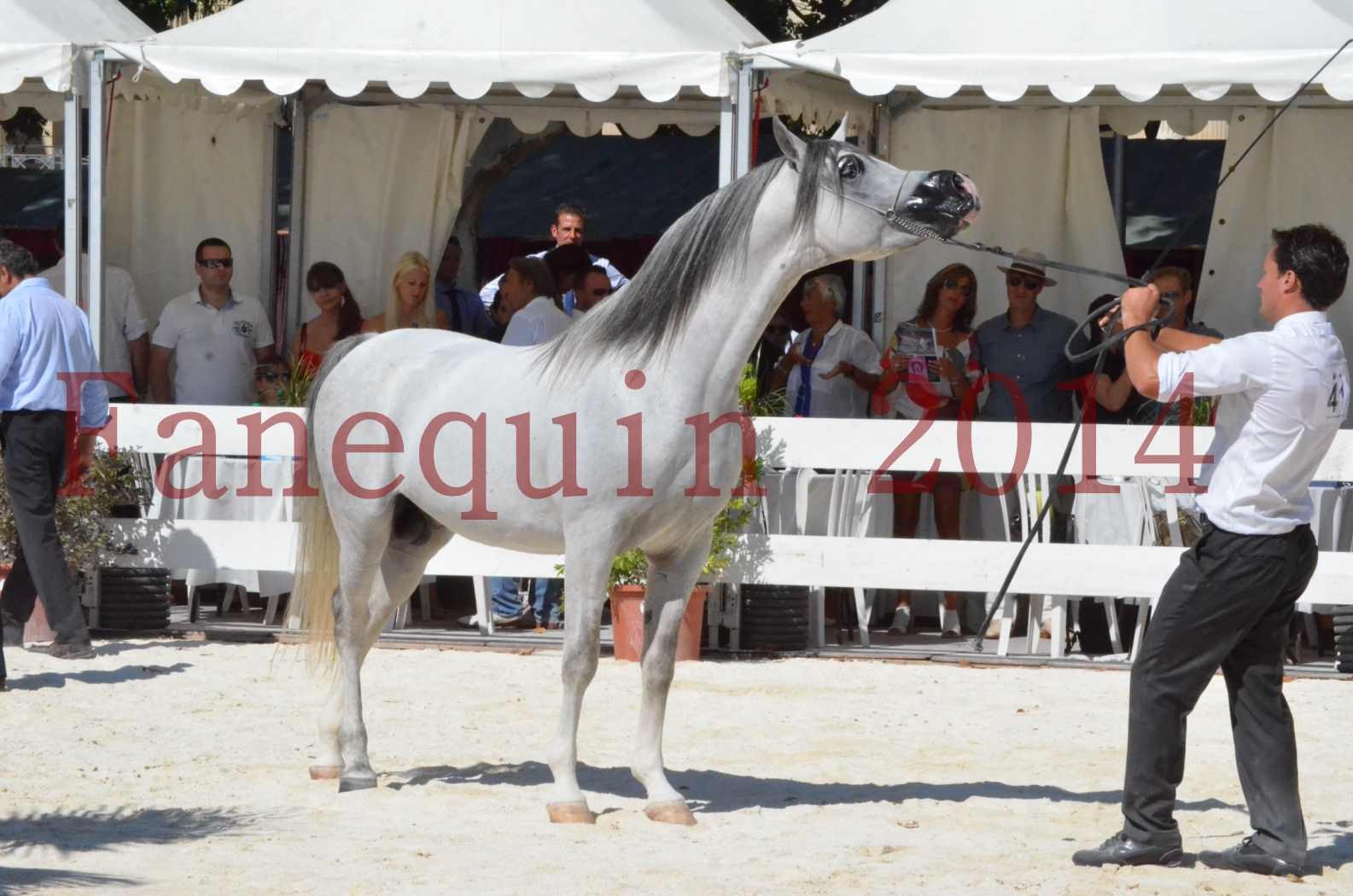 Concours National de Nîmes de chevaux ARABES 2014 - Sélection - SHAOLIN DE NEDJAIA - 80