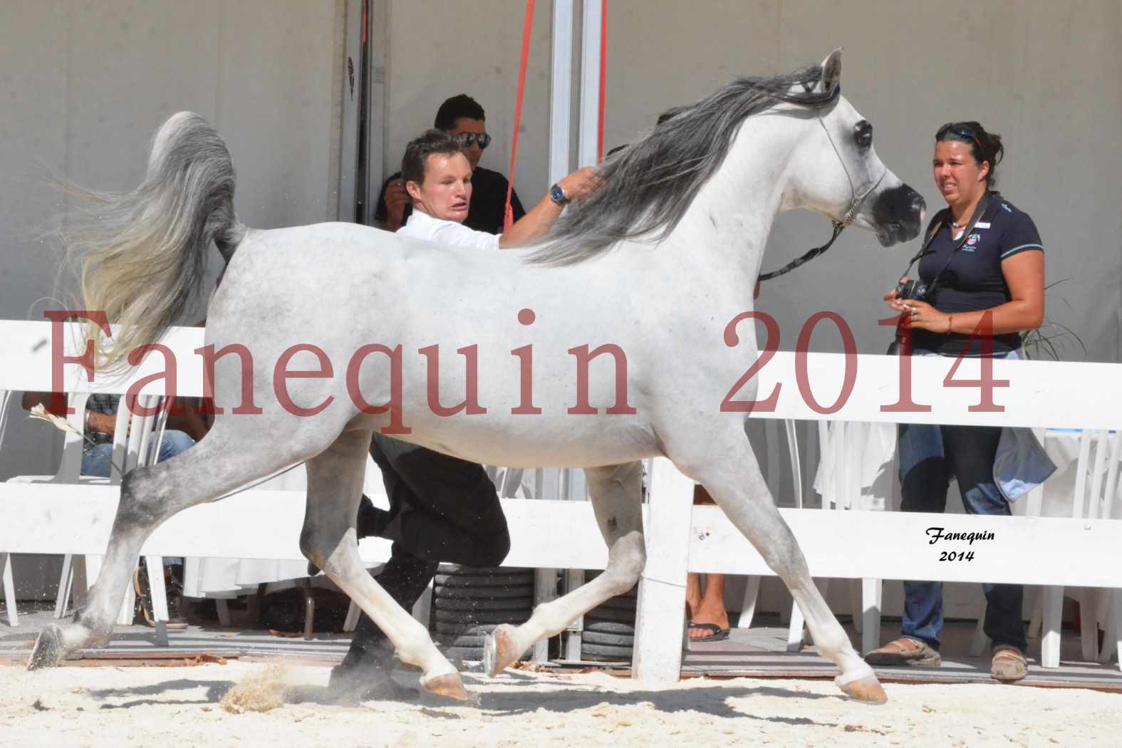 Concours National de Nîmes de chevaux ARABES 2014 - Notre Sélection - SHAOLIN DE NEDJAIA - 12