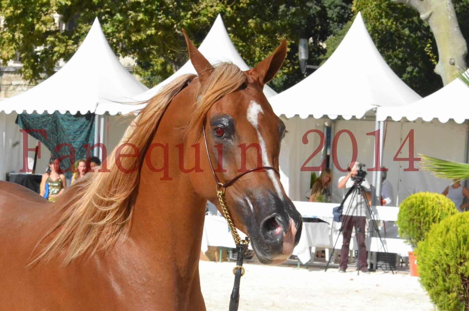 Concours National de Nîmes de chevaux ARABES 2014 - Championnat - MASSAI DE BARREL - 72