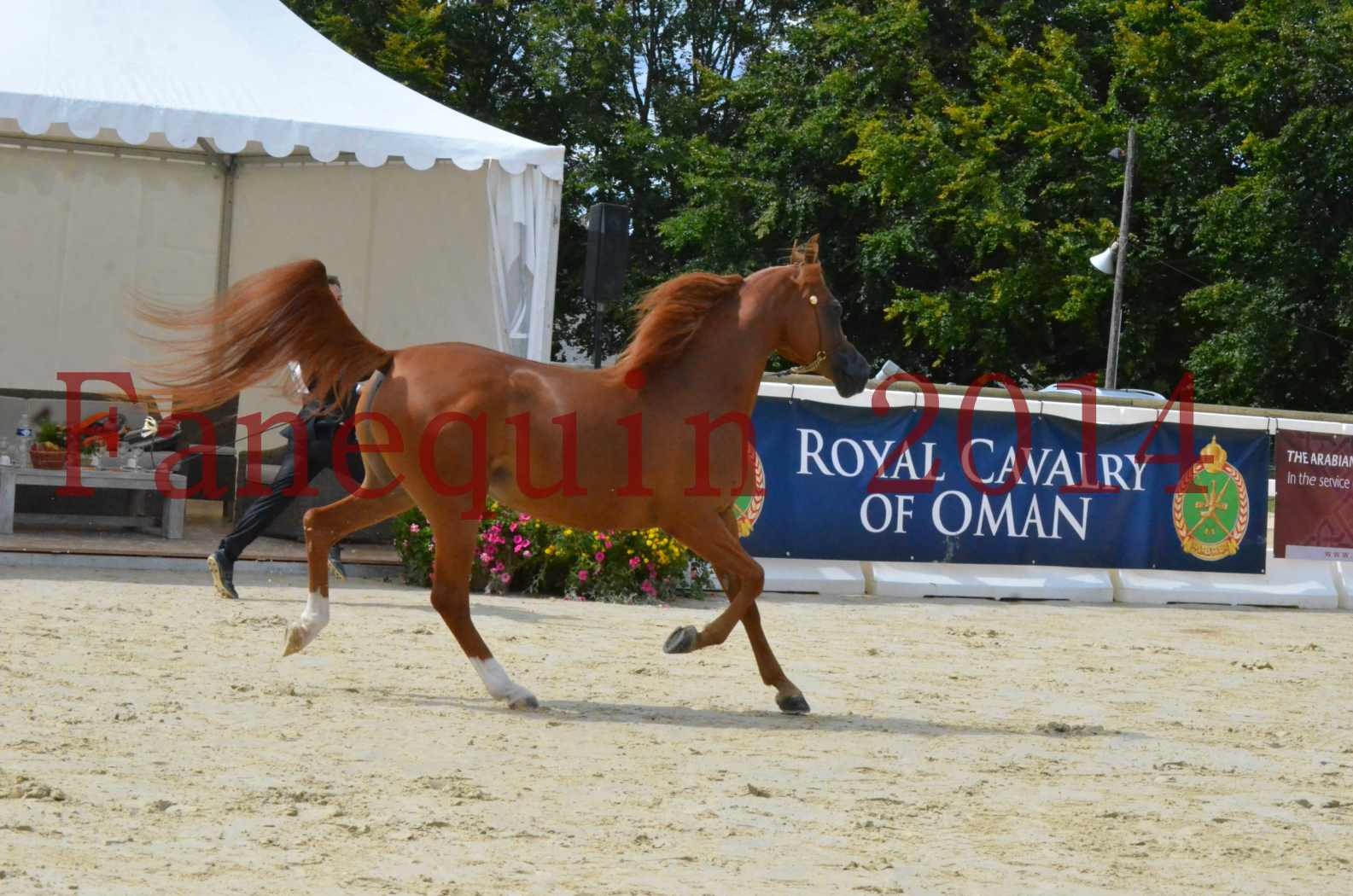 ﻿CHAMPIONNAT DE FRANCE 2014 A POMPADOUR - Championnat - KINSHASA JA - 10