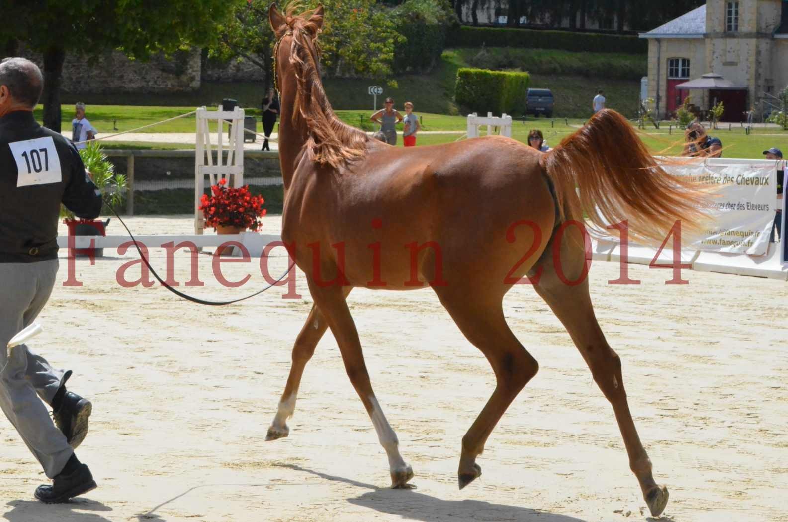 Championnat de FRANCE 2014 - Amateurs - SH CALLAS BINT ARMANI - 05