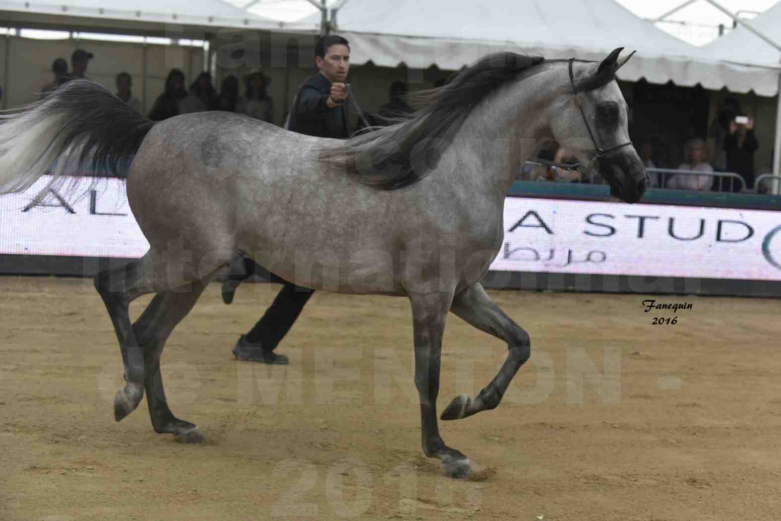 Championnat du pur-sang arabe de la Méditerranée et des pays arabes - MENTON 2016 - BOHOUR  AL SHAQAB - Notre Sélection - 2