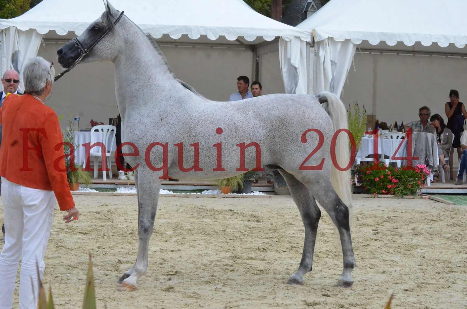 CHAMPIONNAT DE FRANCE  2014 A POMPADOUR - Championnat - SHEYK DE GARGASSAN - 17