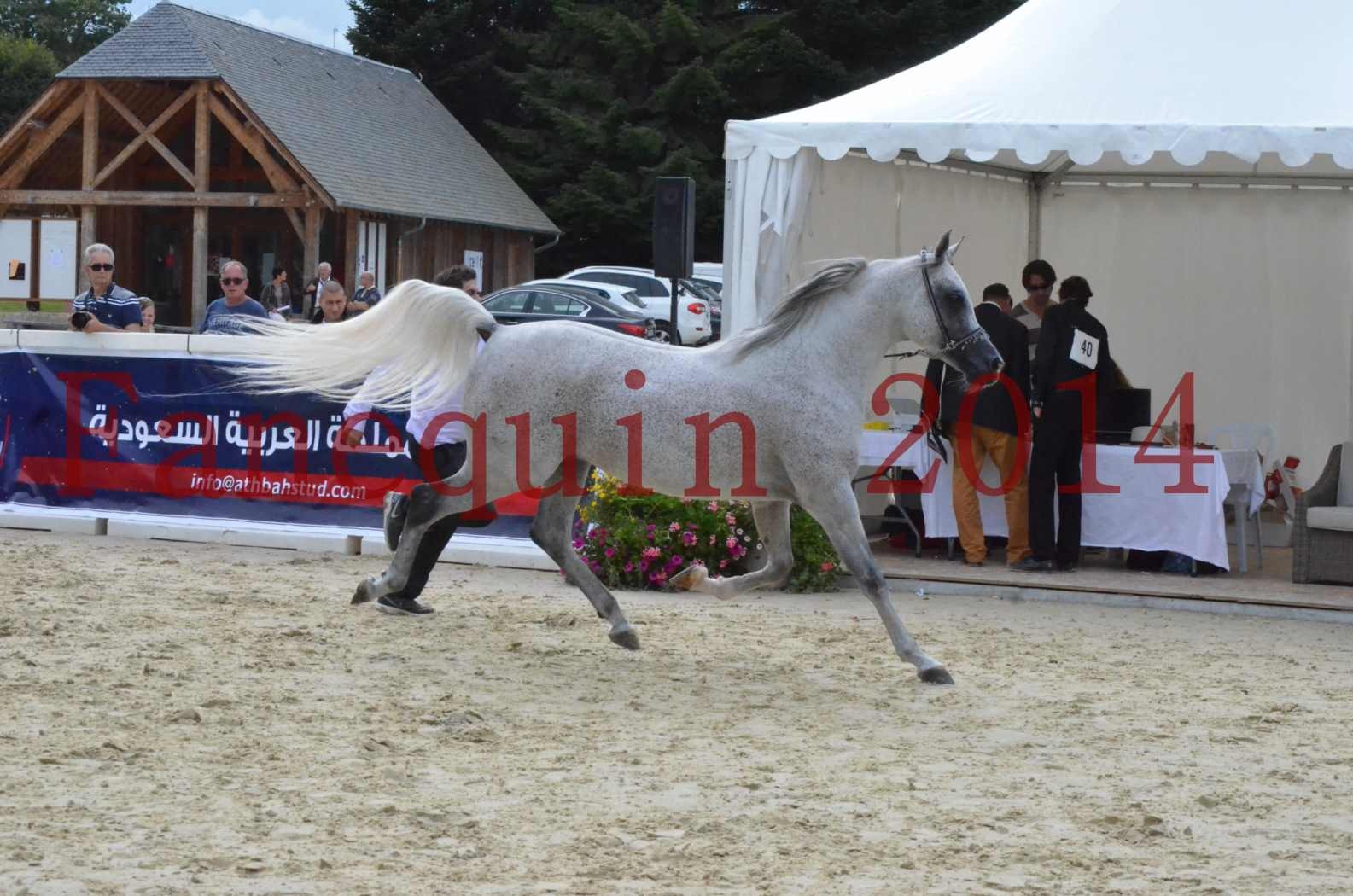 CHAMPIONNAT DE FRANCE  2014 A POMPADOUR - Championnat - SHEYK DE GARGASSAN - 04