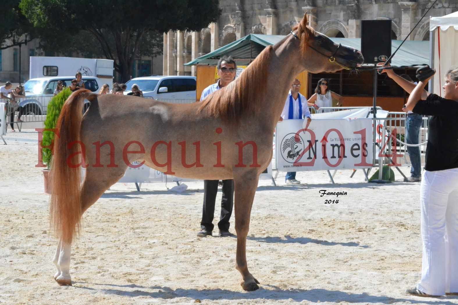 Concours National de Nîmes de chevaux ARABES 2014 - Notre Sélection - ABYSS DE RODET - 9