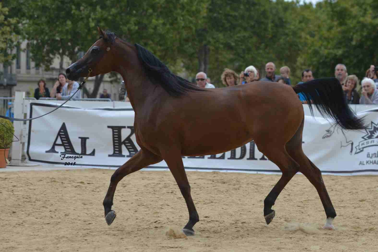 KARAWAN ALBIDAYER en 2015 - Concours national Nîmes prestige - notre sélection - 08