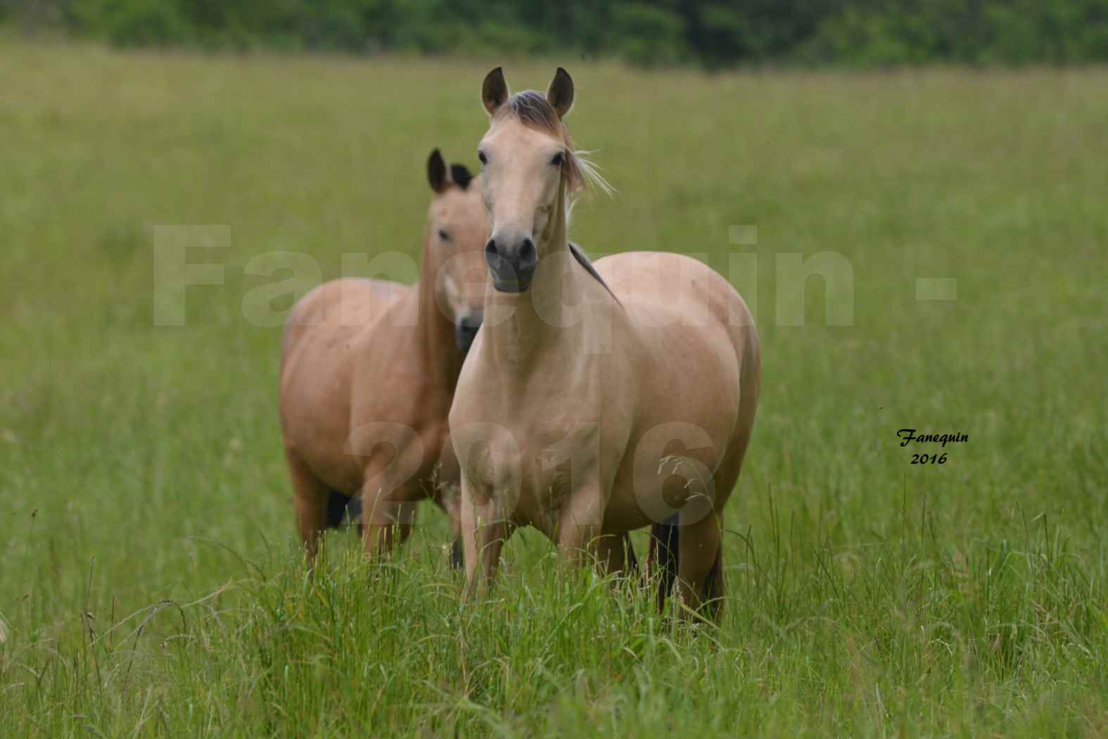 Chevaux PRE de l'élevage DEL TESSUOR - Frédérique VIGNE - 17